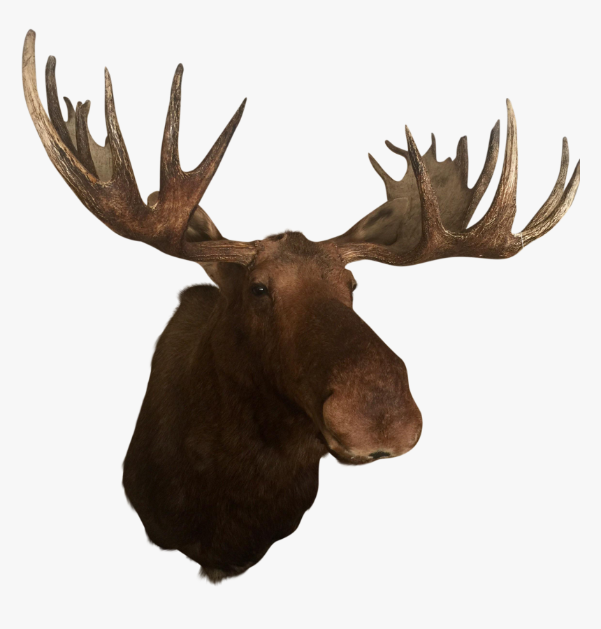 Detail Moose Antlers Png Nomer 9