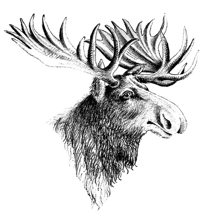 Detail Moose Face Clipart Nomer 20