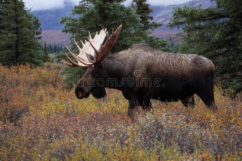 Detail Moose Images Free Nomer 18