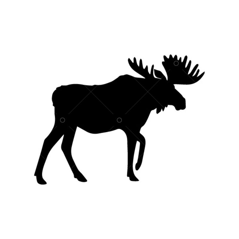 Detail Moose Images Free Nomer 51