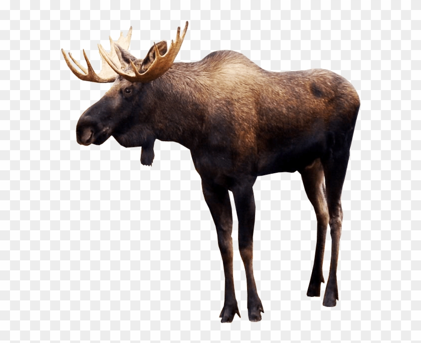 Moose No Background - KibrisPDR