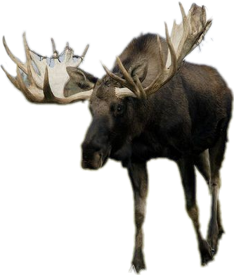 Detail Moose No Background Nomer 14