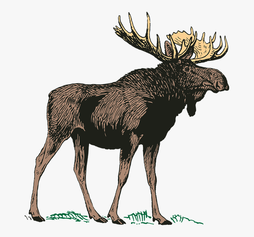 Detail Moose No Background Nomer 26