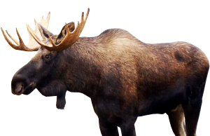Detail Moose No Background Nomer 34