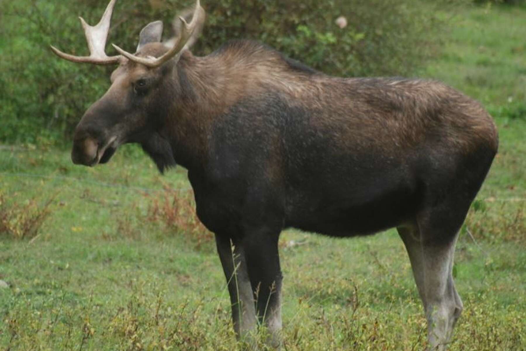 Американский лось