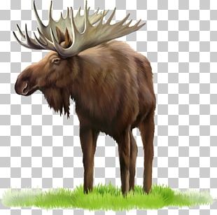 Detail Moose Pics Free Nomer 17