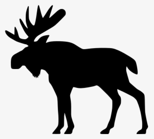 Detail Moose Pics Free Nomer 19
