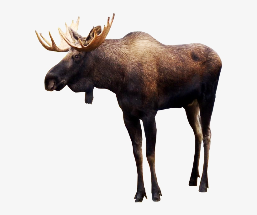 Detail Moose Pics Free Nomer 27