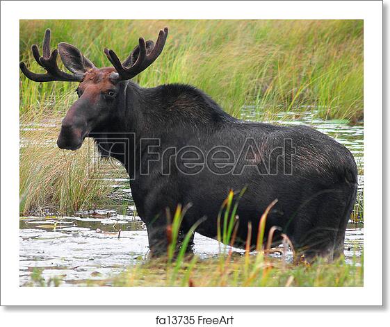 Detail Moose Pics Free Nomer 54