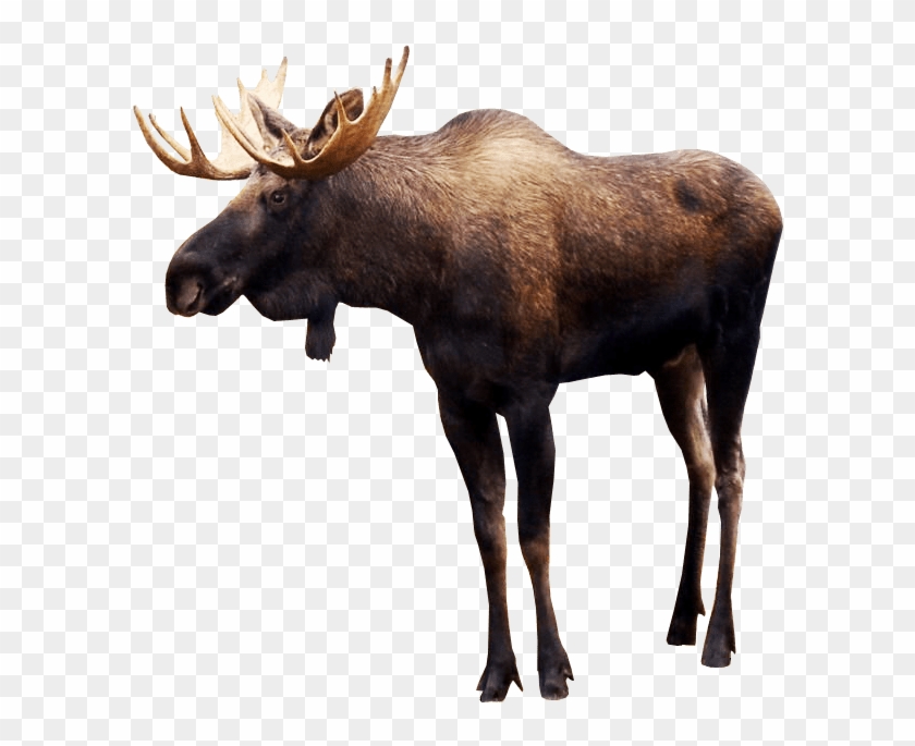 Moose Transparent - KibrisPDR