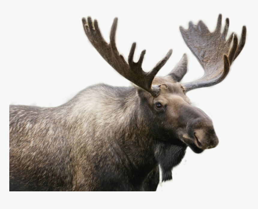 Detail Moose Transparent Nomer 11