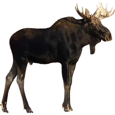 Detail Moose Transparent Nomer 16