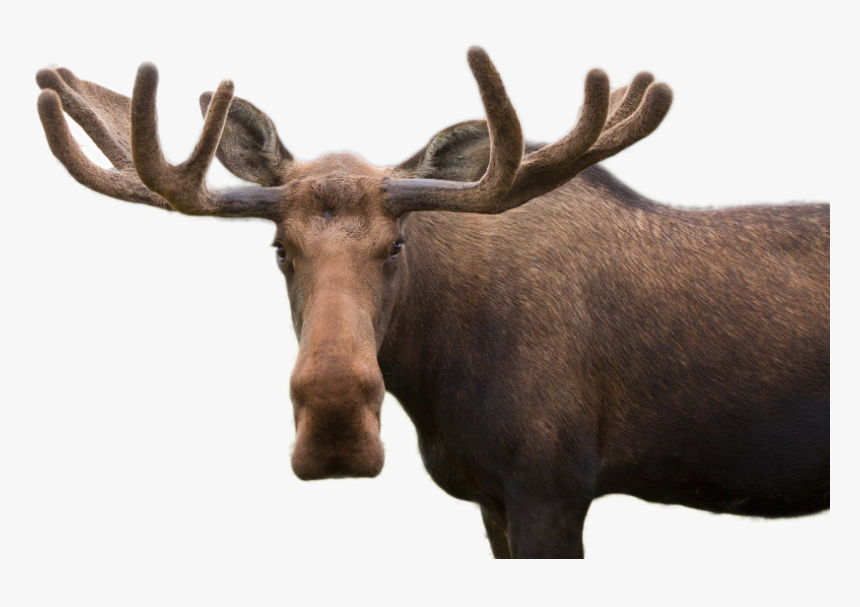 Detail Moose Transparent Nomer 3