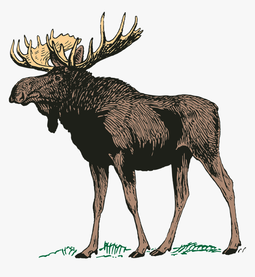 Detail Moose Transparent Nomer 24