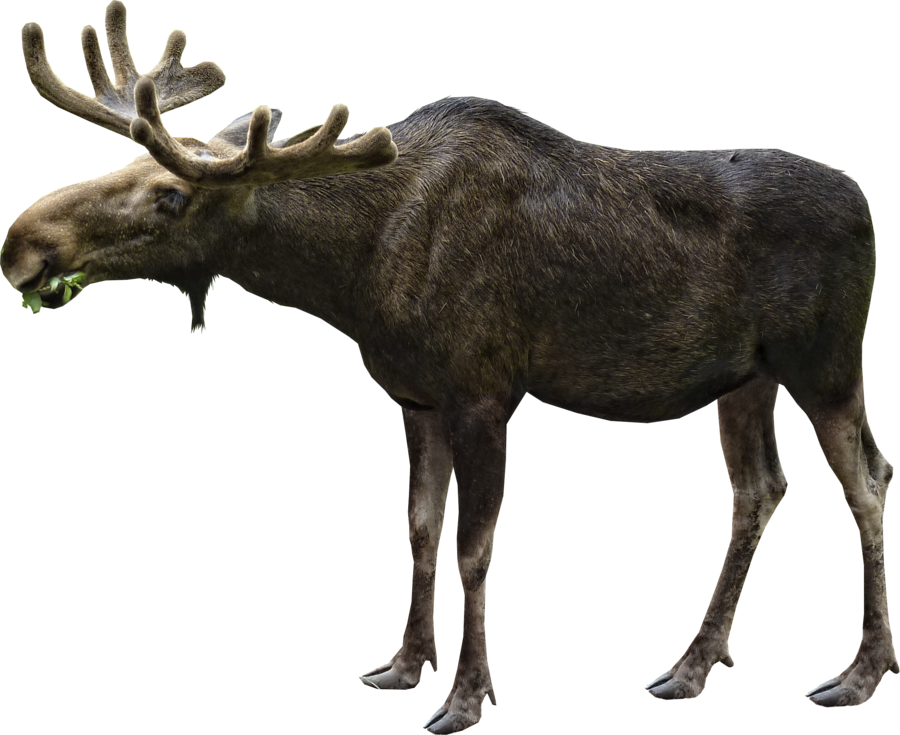 Detail Moose Transparent Nomer 4