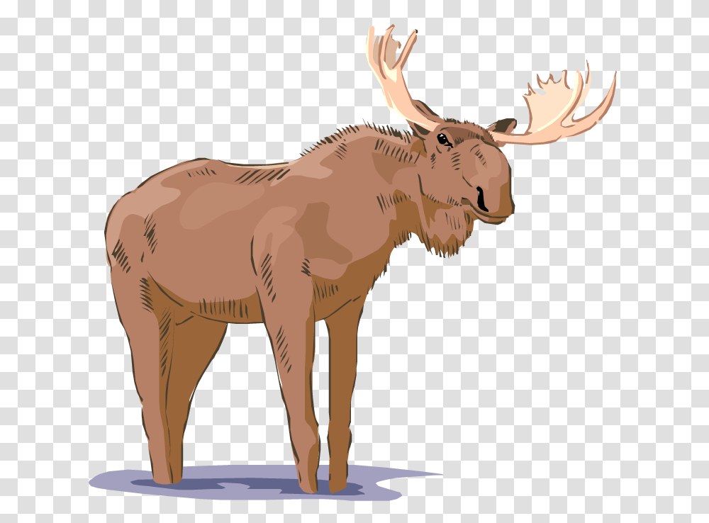 Detail Moose Transparent Nomer 37