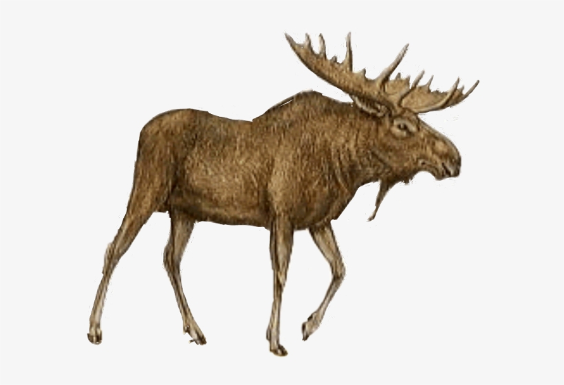 Detail Moose Transparent Nomer 38