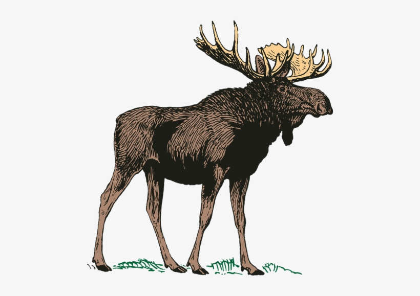 Detail Moose Transparent Nomer 40