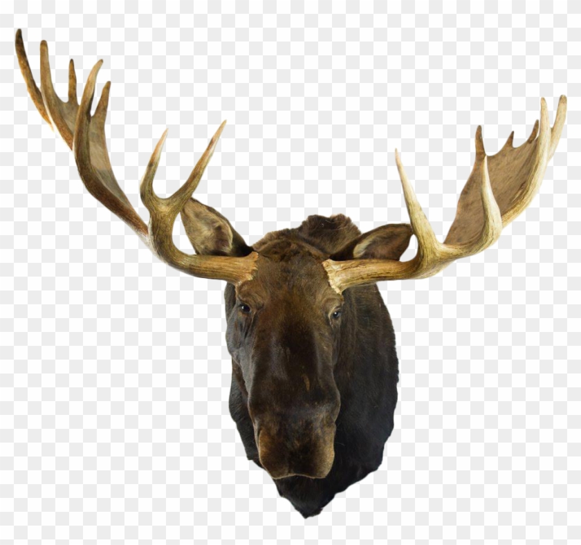 Detail Moose Transparent Nomer 41