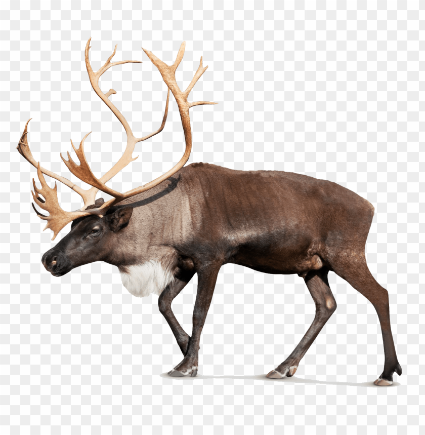 Detail Moose Transparent Nomer 53