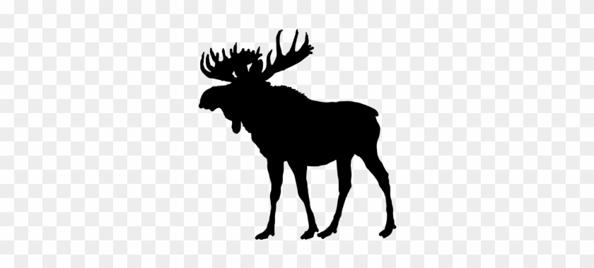 Detail Moose Transparent Nomer 56