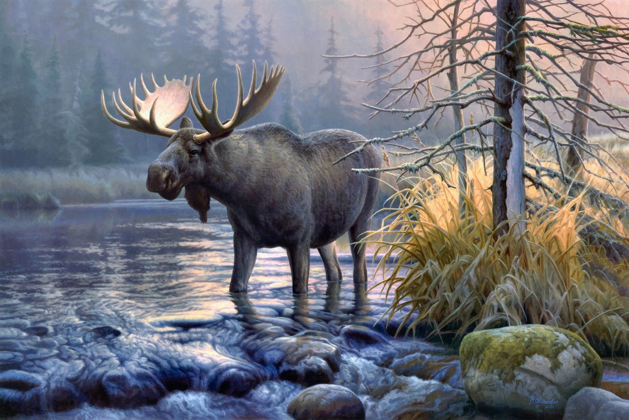 Detail Moose Wallpaper Iphone Nomer 8