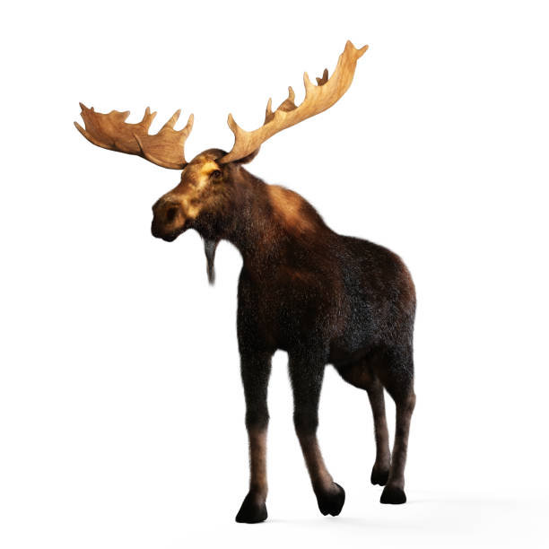 Moose White Background - KibrisPDR