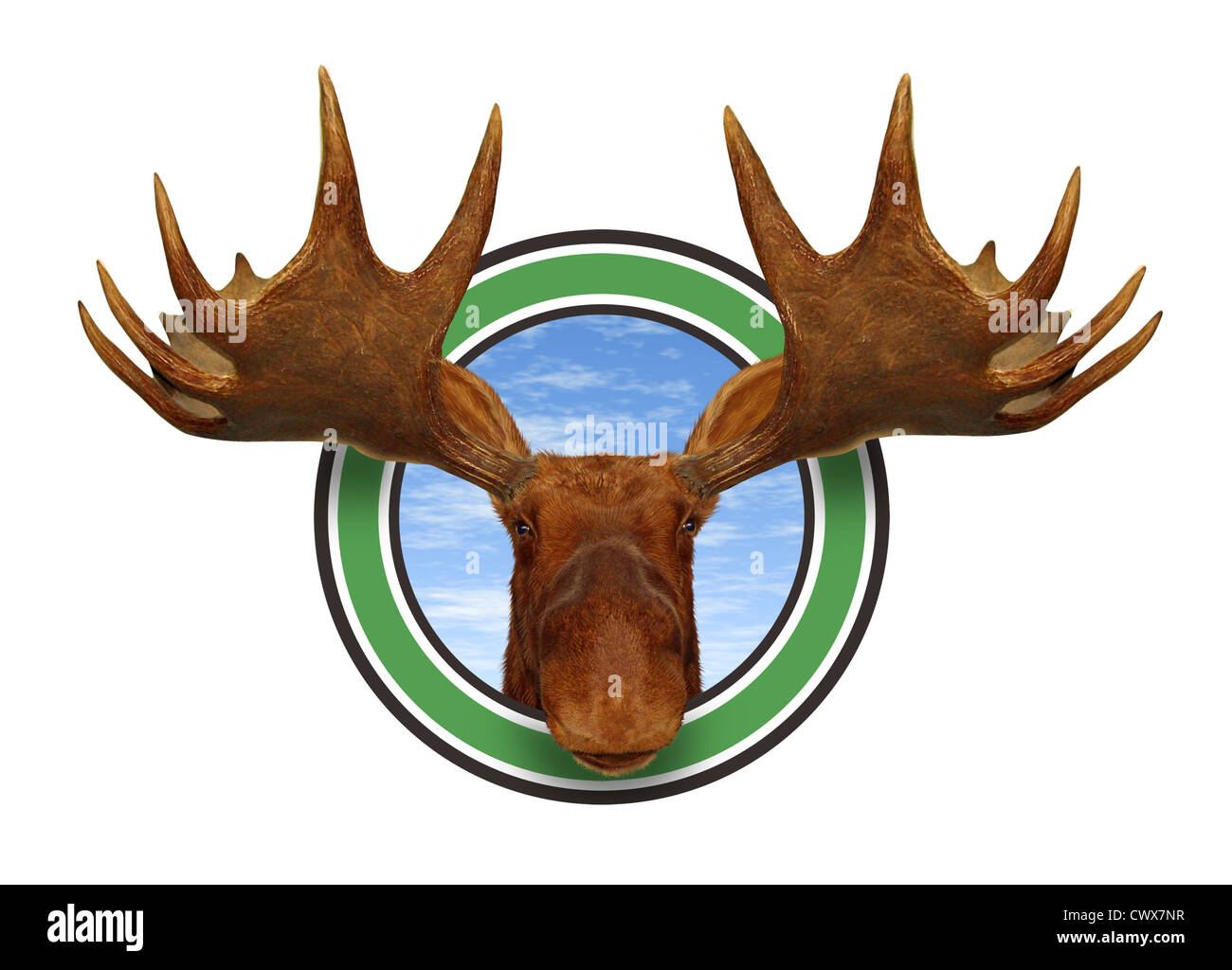 Detail Moose White Background Nomer 26