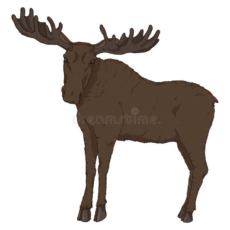 Detail Moose White Background Nomer 47