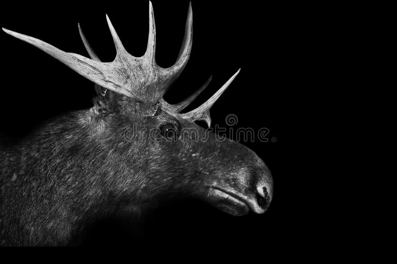 Detail Moose White Background Nomer 55