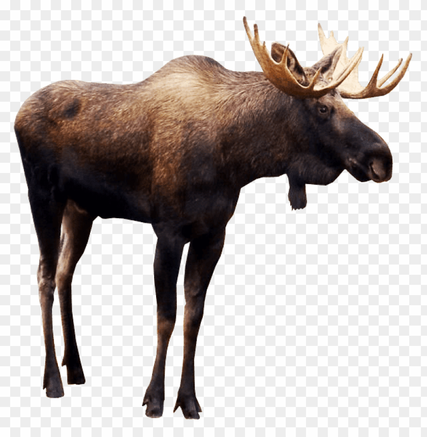 Detail Moose White Background Nomer 9
