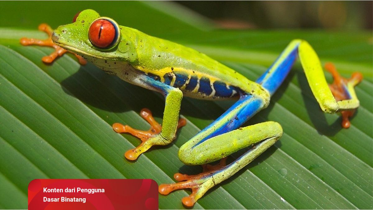 Detail Morfologi Merubah Warna Gambar Menjadi Biru Nomer 23