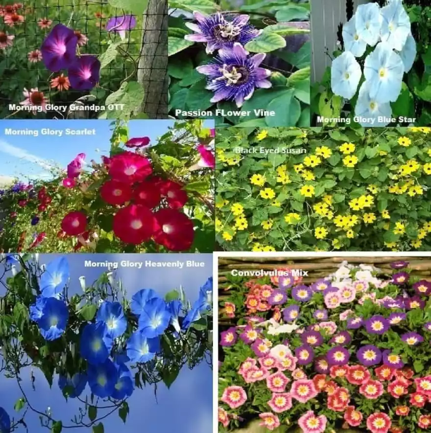 Detail Morning Glory Bunga Nomer 37