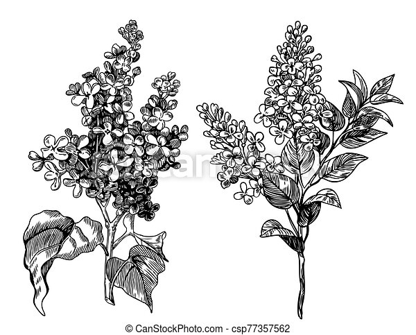 Detail Lilac Clipart Black And White Nomer 35