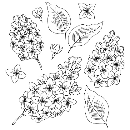 Detail Lilac Clipart Black And White Nomer 6
