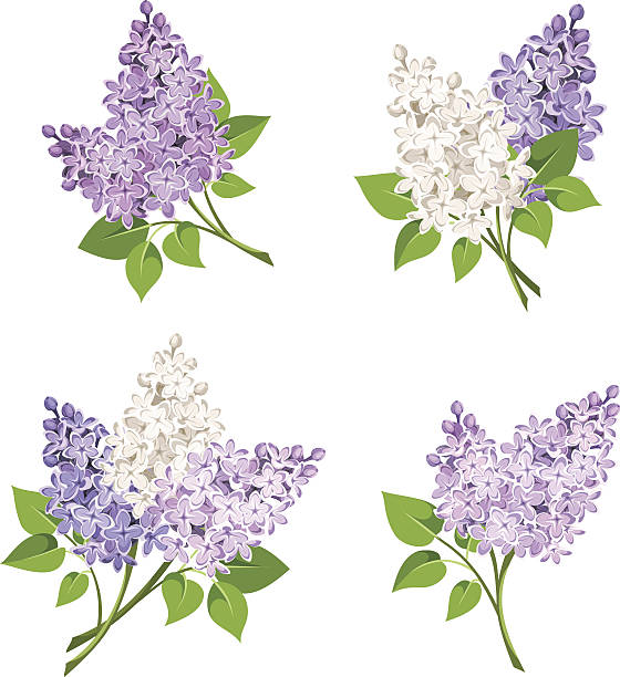 Detail Lilac Flower Clipart Nomer 2