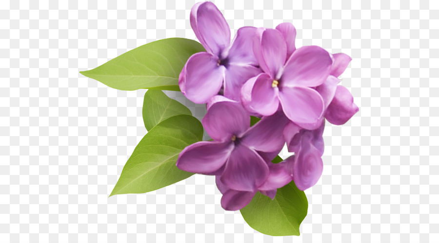 Detail Lilac Flower Clipart Nomer 14