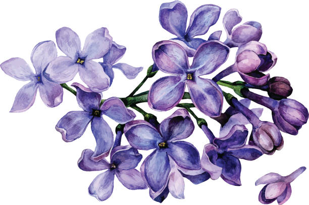 Detail Lilac Flower Clipart Nomer 38