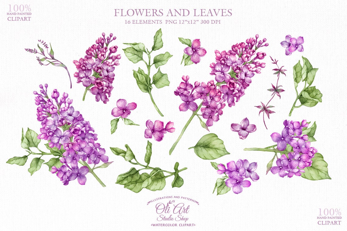 Detail Lilac Flower Clipart Nomer 43