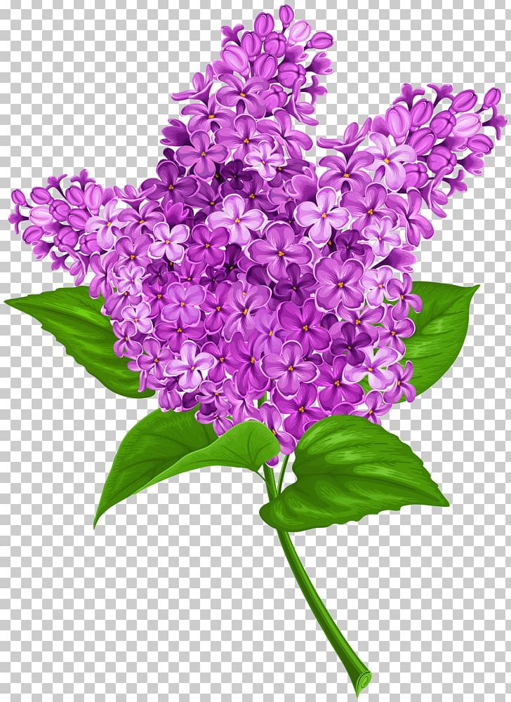 Detail Lilac Flower Clipart Nomer 54