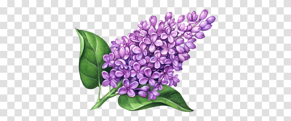 Detail Lilac Flower Clipart Nomer 7