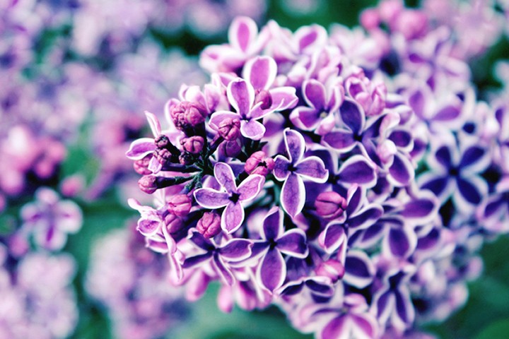 Detail Lilac Flower Images Nomer 2