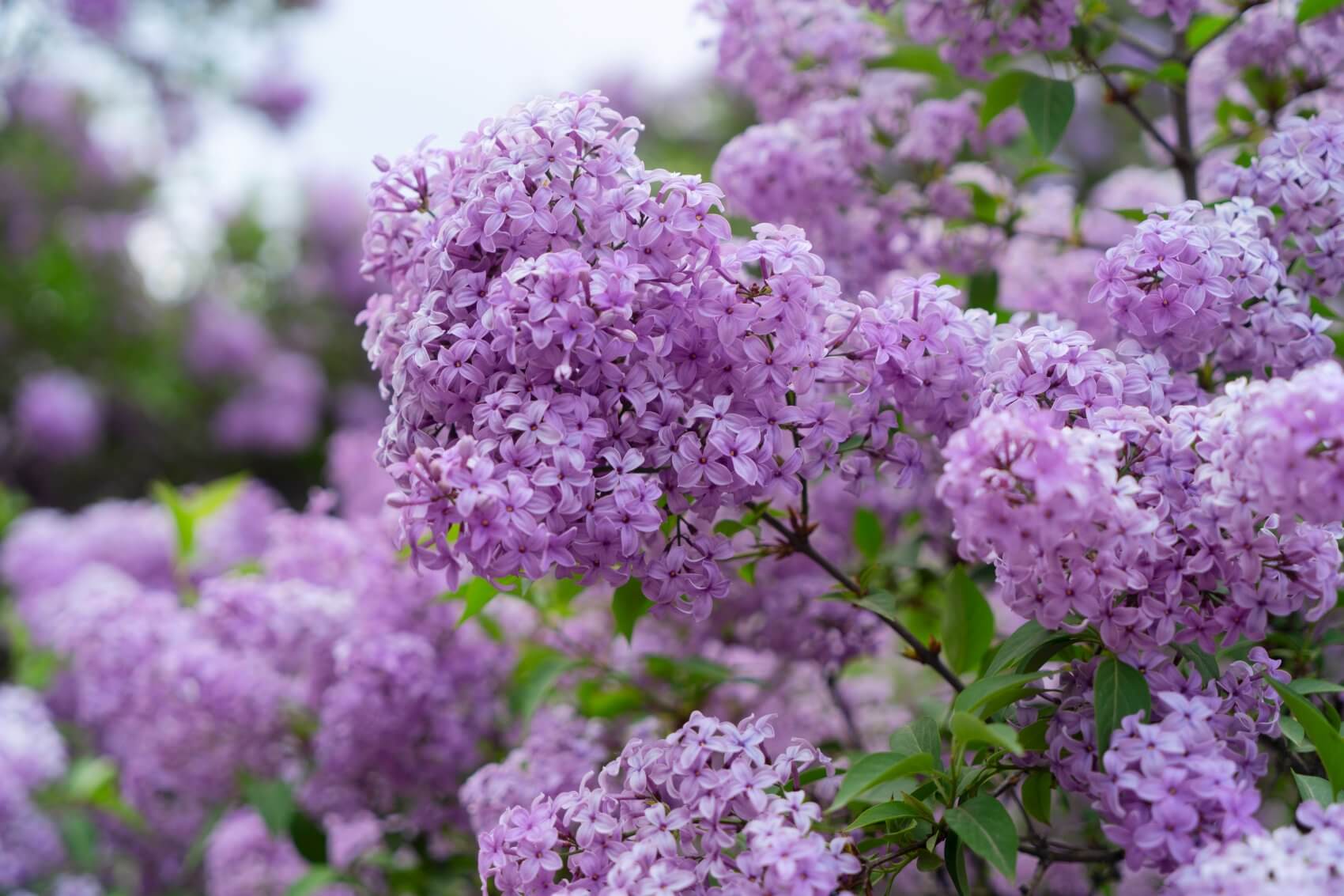 Detail Lilac Flower Images Nomer 11