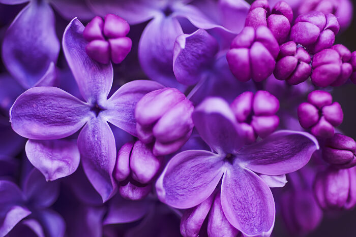 Detail Lilac Flower Images Nomer 15