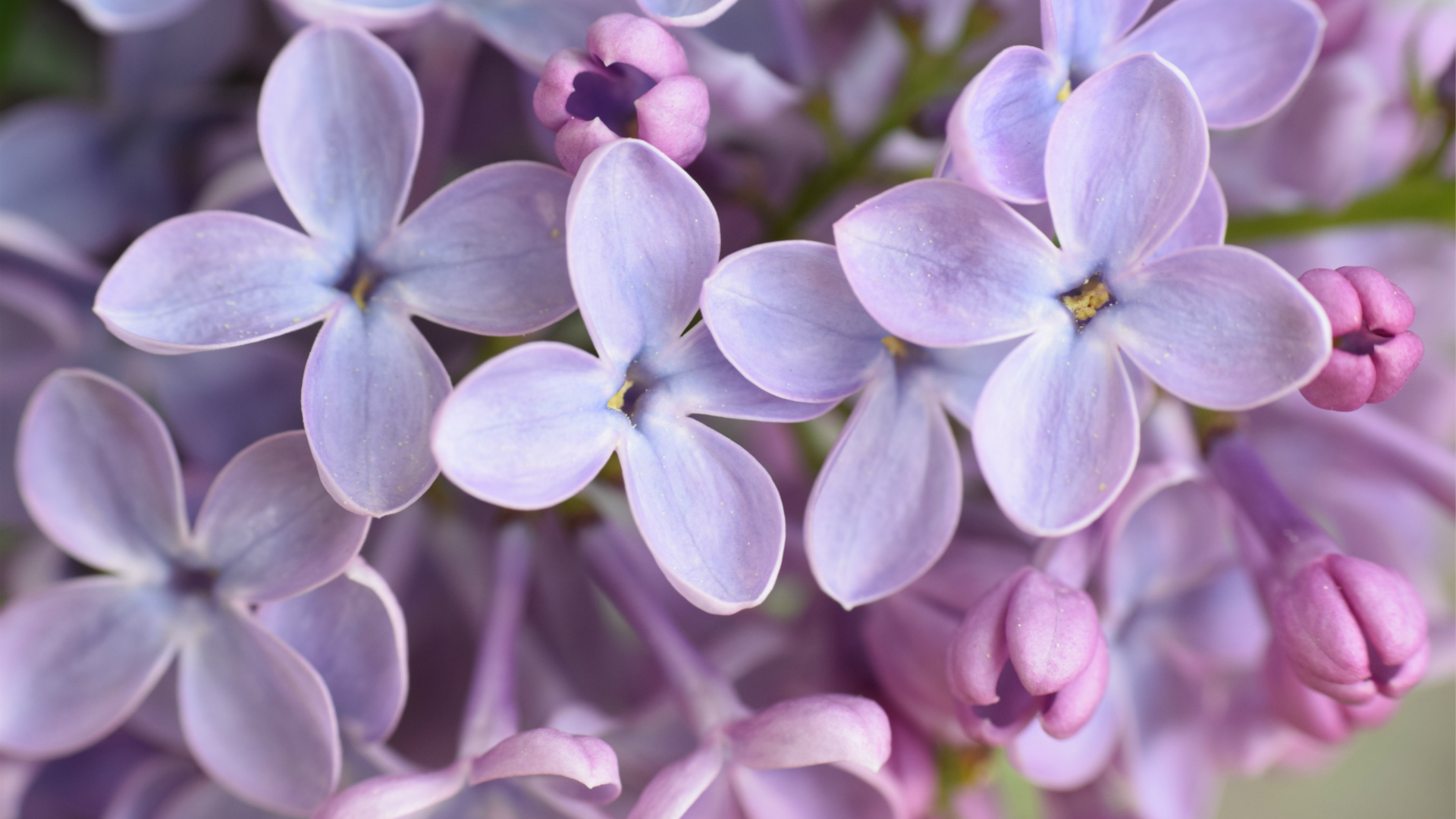 Detail Lilac Flower Images Nomer 3