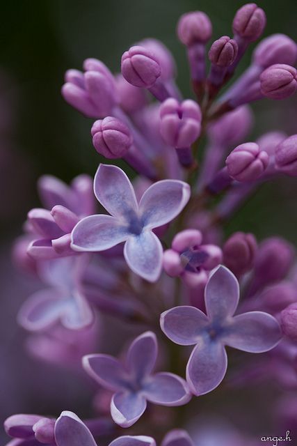 Detail Lilac Flower Images Nomer 22