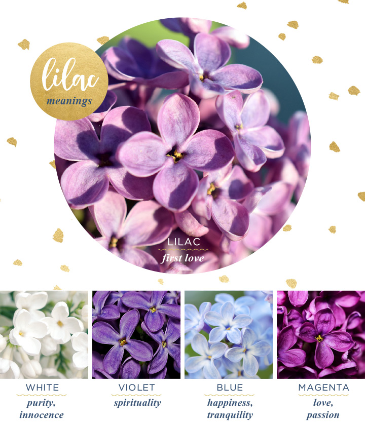 Detail Lilac Flower Images Nomer 27