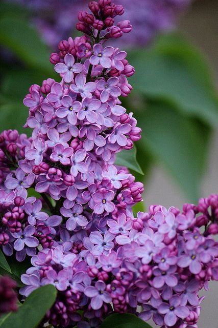 Detail Lilac Flower Images Nomer 30