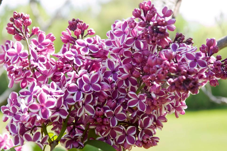 Detail Lilac Flower Images Nomer 32