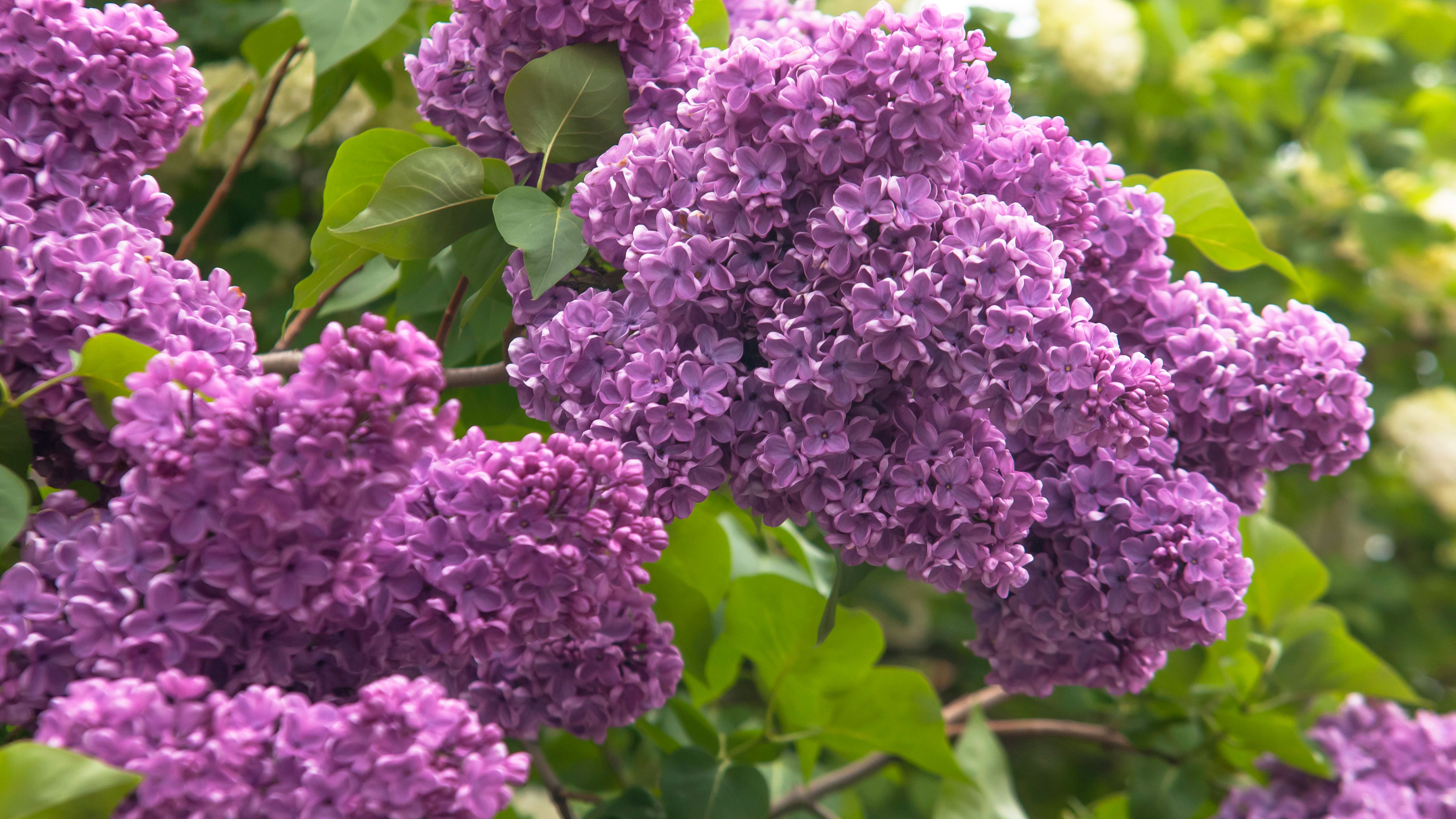 Detail Lilac Flower Images Nomer 35